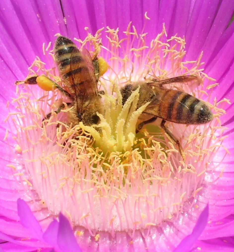 Diverse Pollen Found to Strengthen Honeybee Colonies A honeybee covered in yellow pollen collects nectar from a blooming flower in close up.