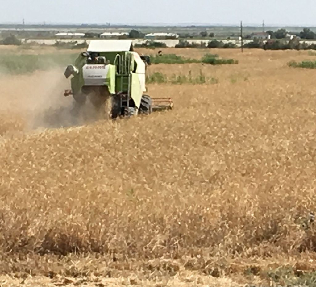 A wheat field ready for harvest